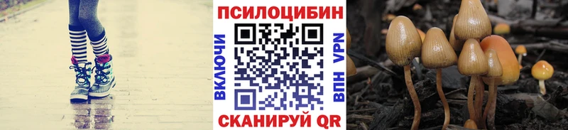 Галлюциногенные грибы Psilocybe  Верея 